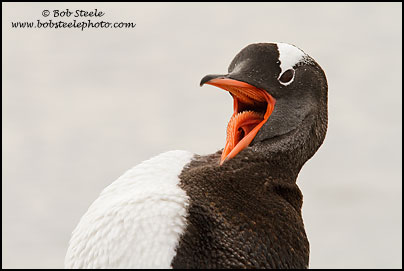 Gentoo Penguin (Pygoscelis papua)