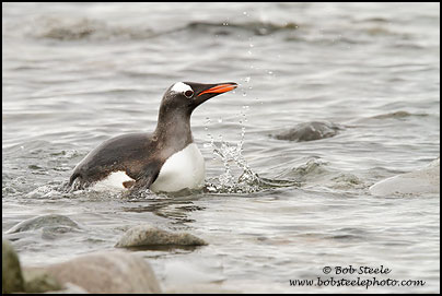 Gentoo Penguin (Pygoscelis papua)