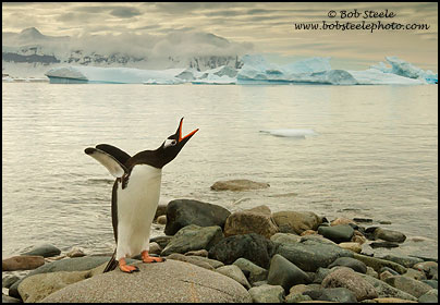 Gentoo Penguin (Pygoscelis papua)