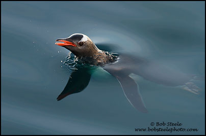 Gentoo Penguin (Pygoscelis papua)