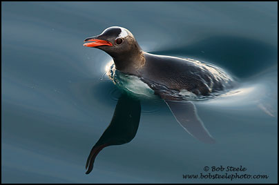 Gentoo Penguin (Pygoscelis papua)