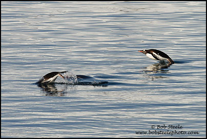 Gentoo Penguin (Pygoscelis papua)