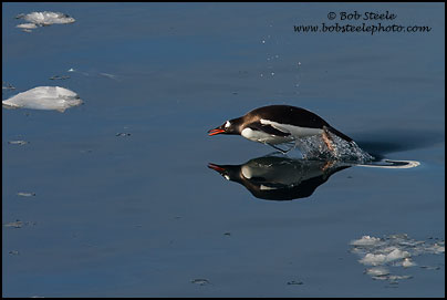Gentoo Penguin (Pygoscelis papua)