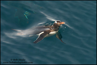 Gentoo Penguin (Pygoscelis papua)