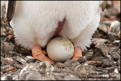 Gentoo Penguin (Pygoscelis papua)