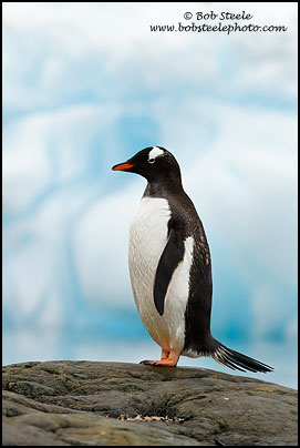 Gentoo Penguin (Pygoscelis papua)