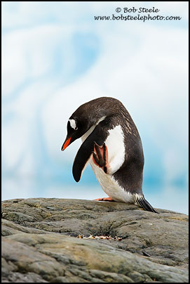 Gentoo Penguin (Pygoscelis papua)