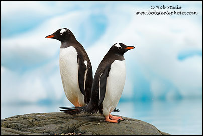 Gentoo Penguin (Pygoscelis papua)
