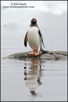 Gentoo Penguin (Pygoscelis papua)