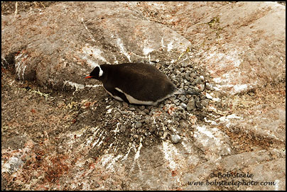 Gentoo Penguin (Pygoscelis papua)