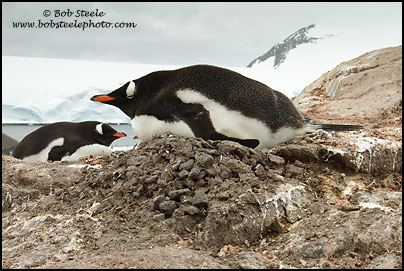 Gentoo Penguin (Pygoscelis papua)