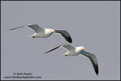 Kelp Gull (Larus dominicanus)