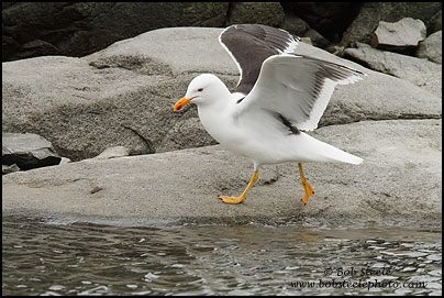 Kelp Gull (Larus dominicanus)