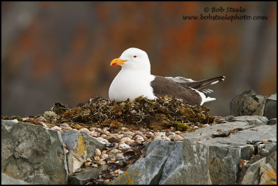 Kelp Gull (Larus dominicanus)