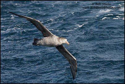 Northern Giant-Petrel (Macronectes halli)