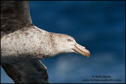 Northern Giant-Petrel (Macronectes halli)