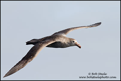 Northern Giant-Petrel (Macronectes halli)