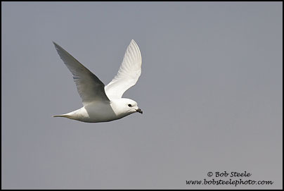Snow Petrel (Pagodroma nivea)