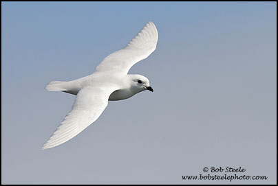 Snow Petrel (Pagodroma nivea)