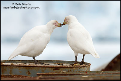 Snowy Sheathbill (Chionis albus)