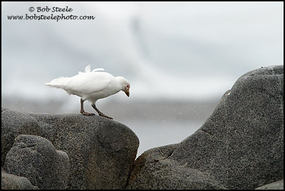 Snowy Sheathbill (Chionis albus)