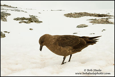 South Polar Skua (Stercorarius maccormicki)