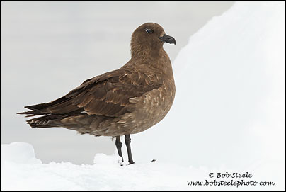 South Polar Skua (Stercorarius maccormicki)