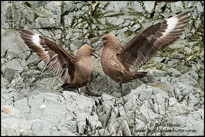 South Polar Skua (Stercorarius maccormicki)