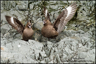 South Polar Skua (Stercorarius maccormicki)