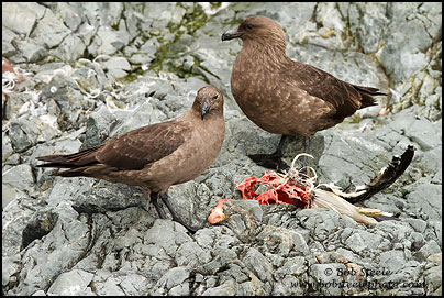 South Polar Skua (Stercorarius maccormicki)