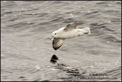 Southern Fulmar (Fulmarus glacialoides)