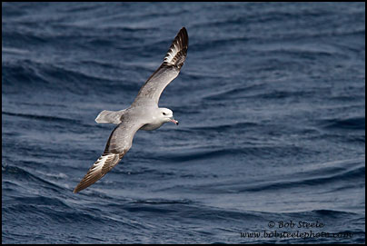 Southern Fulmar (Fulmarus glacialoides)