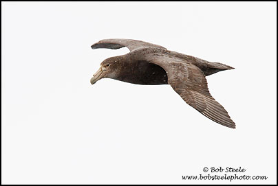 Southern Giant-Petrel (Macronectes giganteus)
