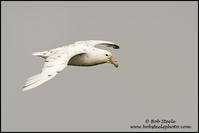 Southern Giant-Petrel (Macronectes giganteus)
