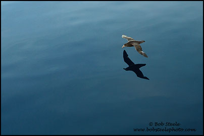 Southern Giant-Petrel (Macronectes giganteus)
