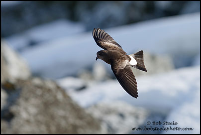 Wilson's Storm-Petrel (Oceanites oceanicus)
