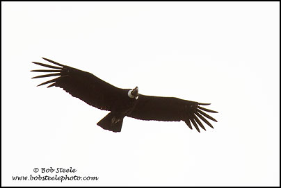 Andean Condor (Vultur gryphus)