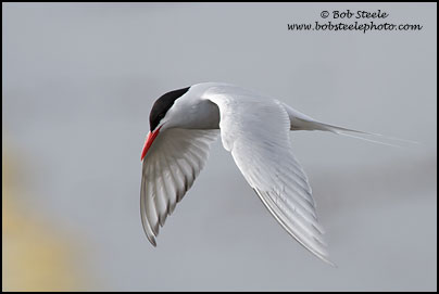 Antarctic Tern (Sterna vittata)