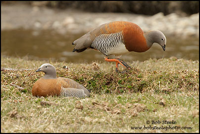 Ashy-headed Goose (Chloephaga poliocephala)