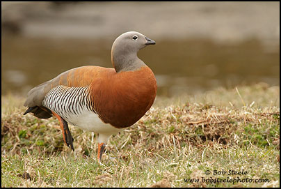 Ashy-headed Goose (Chloephaga poliocephala)