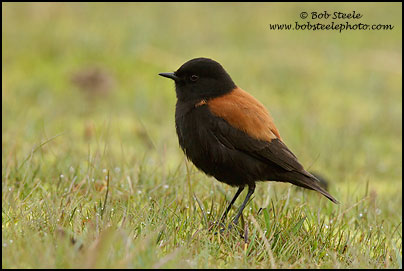 Austral Negrito (Lessonia rufa)