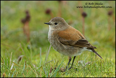 Austral Negrito (Lessonia rufa)