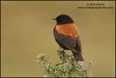 Austral Negrito (Lessonia rufa)
