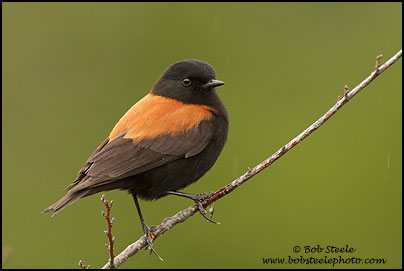 Austral Negrito (Lessonia rufa)