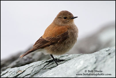 Austral Negrito (Lessonia rufa)