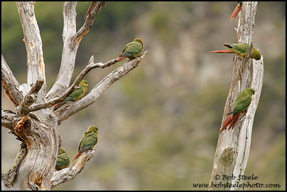 Austral Parakeet (Enicognathus ferrugineus)