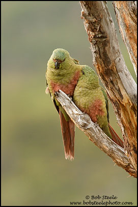 Austral Parakeet (Enicognathus ferrugineus)