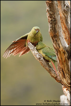 Austral Parakeet (Enicognathus ferrugineus)