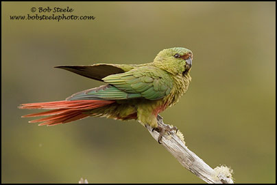 Austral Parakeet (Enicognathus ferrugineus)