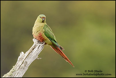 Austral Parakeet (Enicognathus ferrugineus)